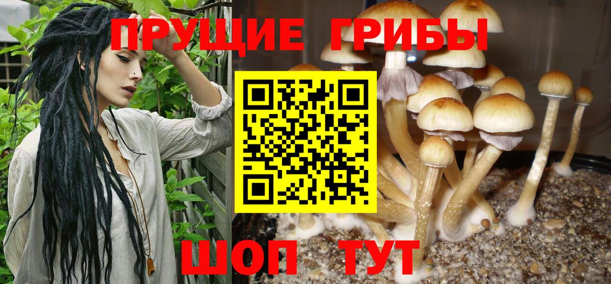 Псилоцибиновые грибы Psilocybine cubensis  Вход с VPN  Павлово  купить наркотики сайты  Псилоцибиновые грибы MAGIC MUSHROOMS 